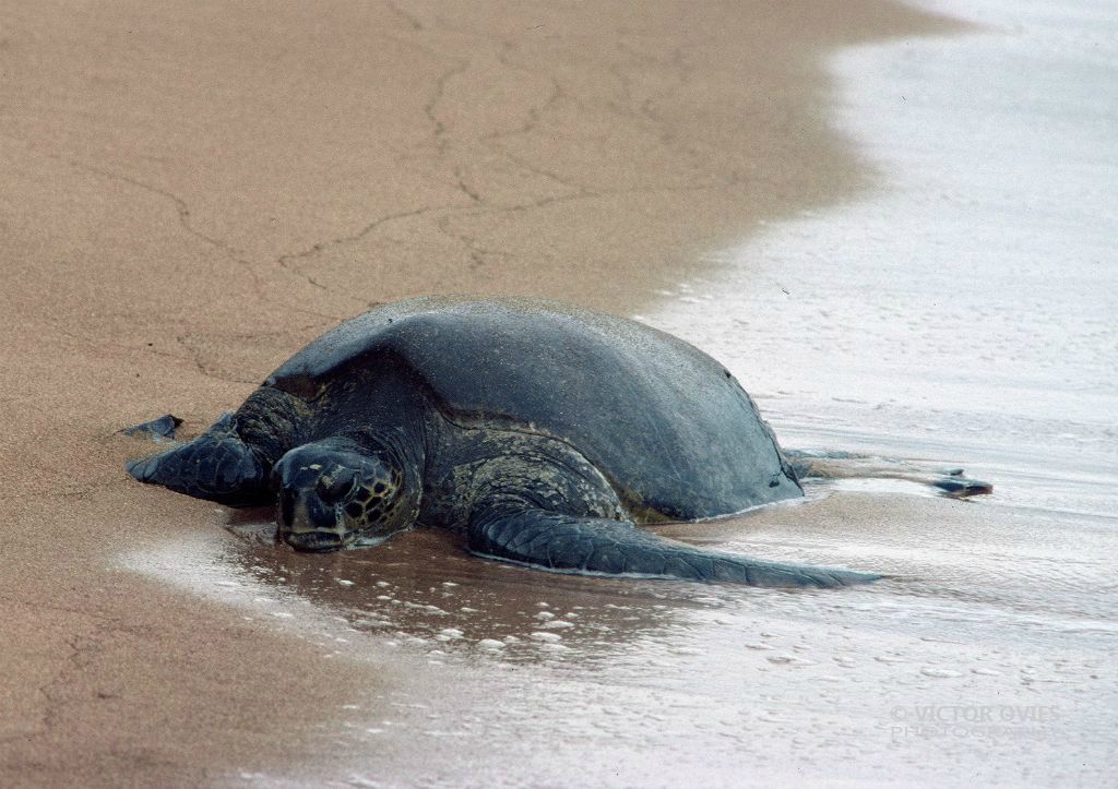 Tortuga